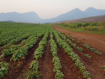 "The Landmatrix" versucht, Transparenz in den globalen Landhandel zu bringen. 
Aufnahme eines Sojafelds im Nacala-Korridor, Mosambik, einem der wichtigsten Zielgebiete für internationale landwirtschaftliche Großinvestitionen in Afrika.