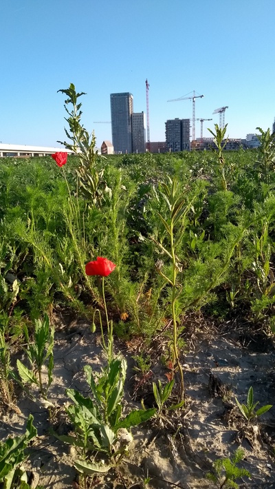 Seestadt Aspern Tour  © art:phalanx