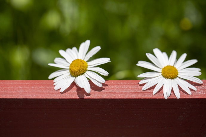 © Foto: Petra Rainer