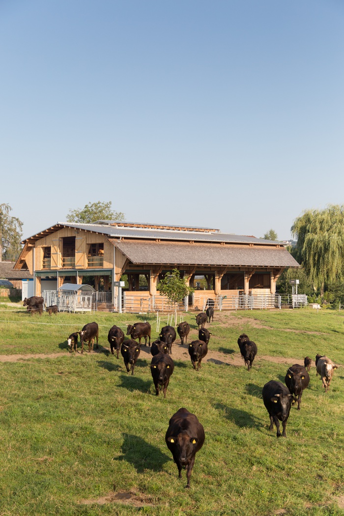 Wagyu-Stall