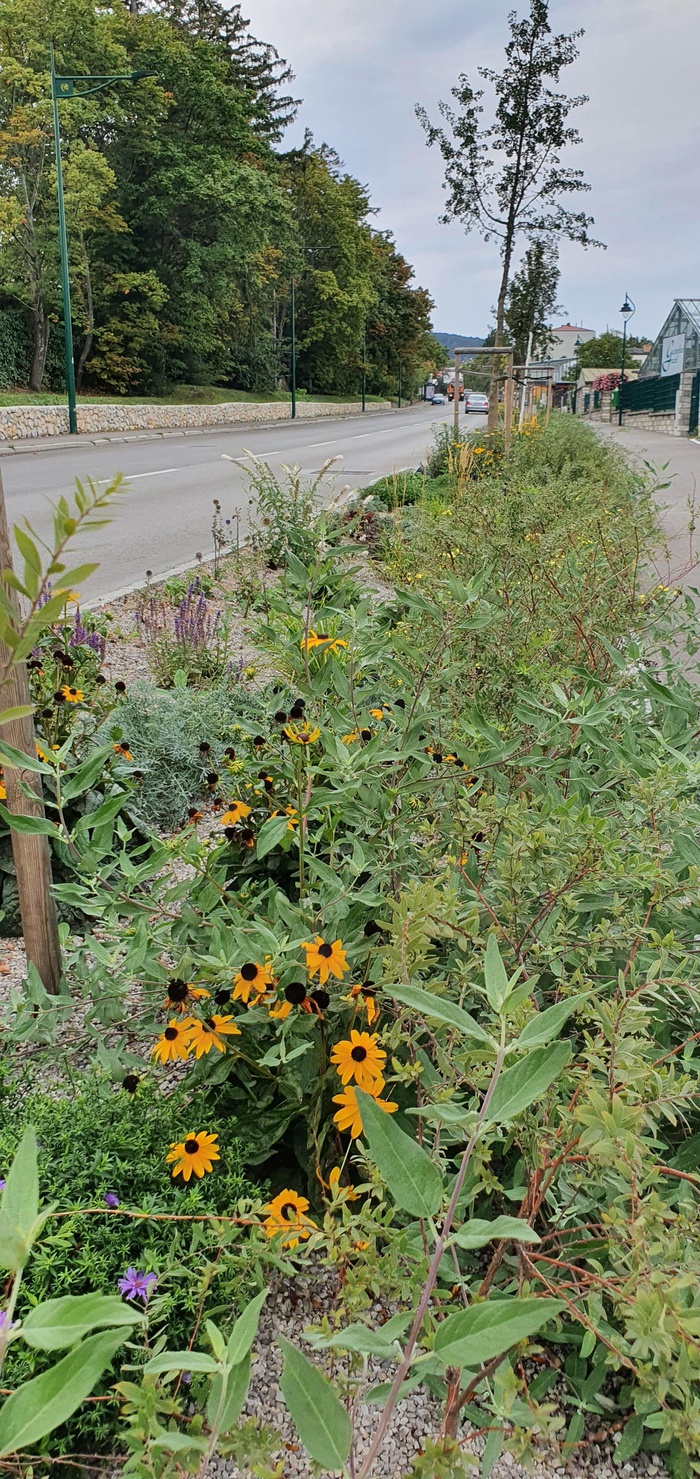 Schwammstadt Mödling