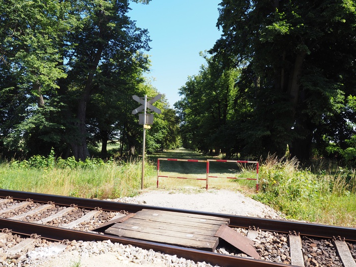 Naturdenkmal Lindenallee bei Ladendorf
