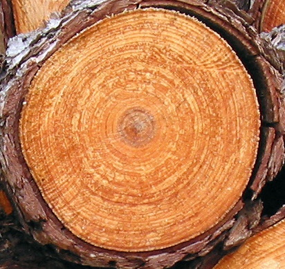 JAHRESRINGE 2010