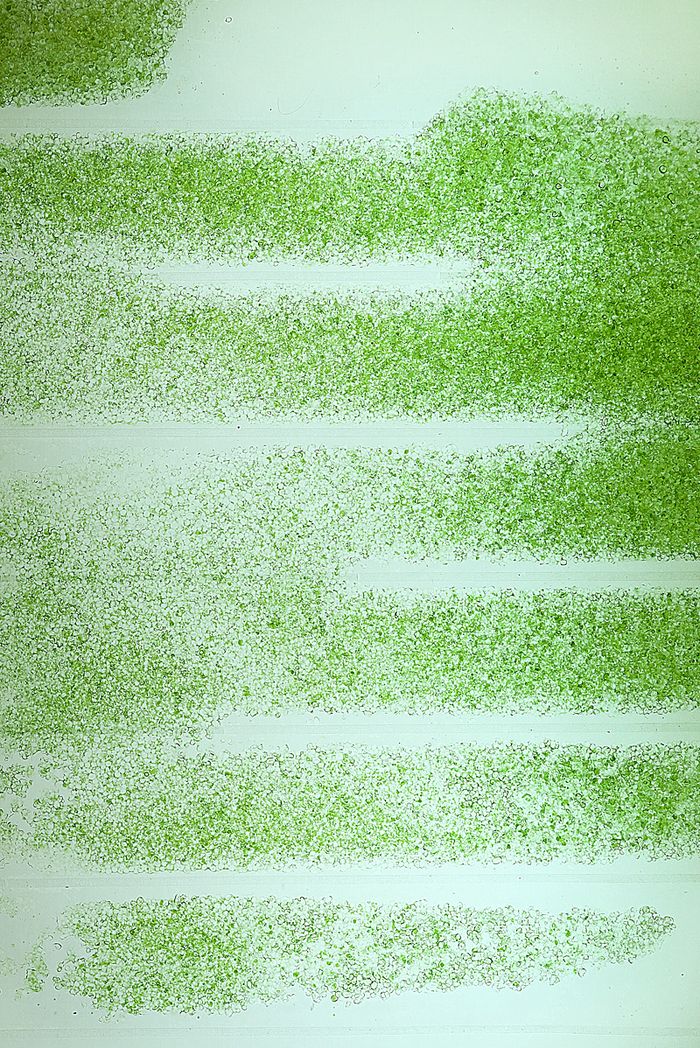 Terazia Greskova, Detail of Photosynthetic Curtain with Algae Biogel Medium