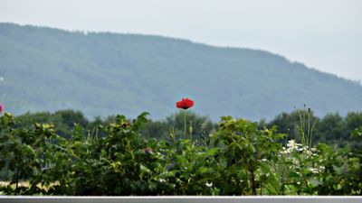 Häuser schaun 18.06.2011: Saubermacher ECOPORT, Bramberger a r c h i t e c t s und Atelier Thomas Pucher