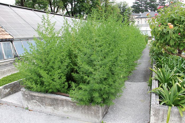 Einjähriger Beifuß (Artemisia annua) im Hofgarten, Innsbruck
