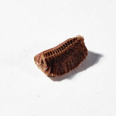 Lois Weinberger, 37 Zellen, Modell für ein Wohnhaus, 1998/99