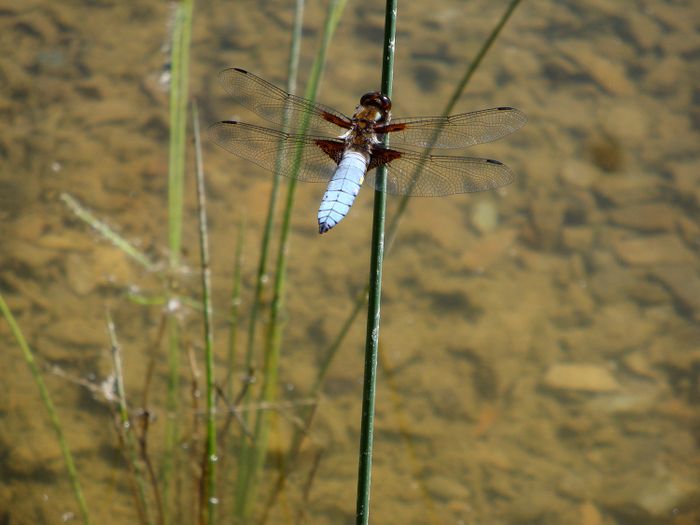 Haus W, Libelle am Teich