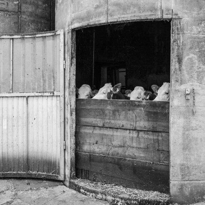 Enzenkirchen, Oberösterreich