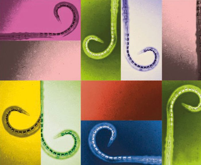 Elektrodenträger eines Cochlea-Implantates