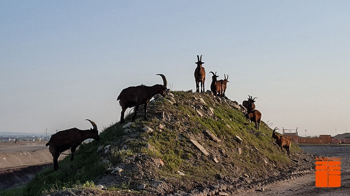 Ziegen auf der Deponie Rautenweg