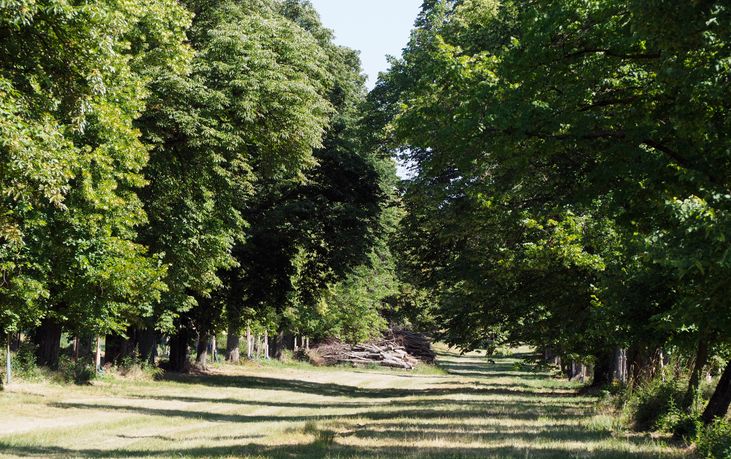Naturdenkmal Lindenallee bei Ladendorf
